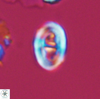 Glaukolithus diplogrammus 7930