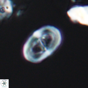 Glaukolithus diplogrammus 7932