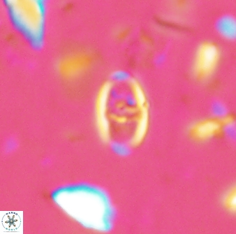 Glaukolithus fissus 33226