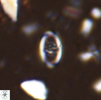 Glaukolithus fissus 33227