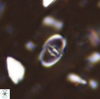 Glaukolithus fissus 33228