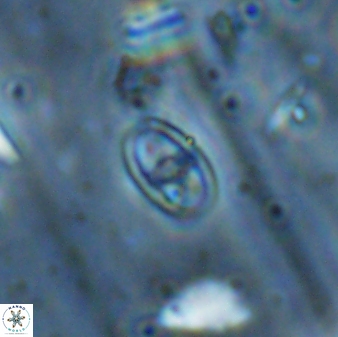 Glaukolithus fissus 33234