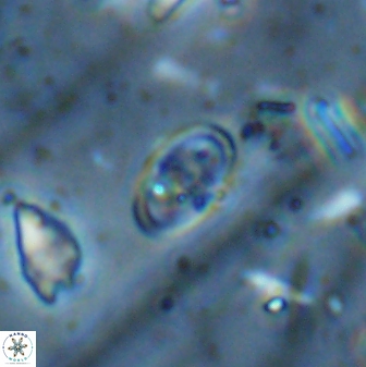 Glaukolithus fissus 33231