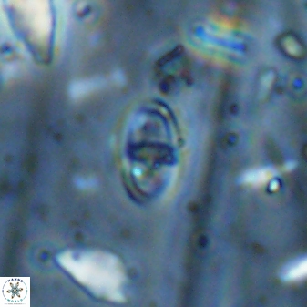 Glaukolithus fissus 33232