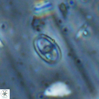 Glaukolithus fissus 33233