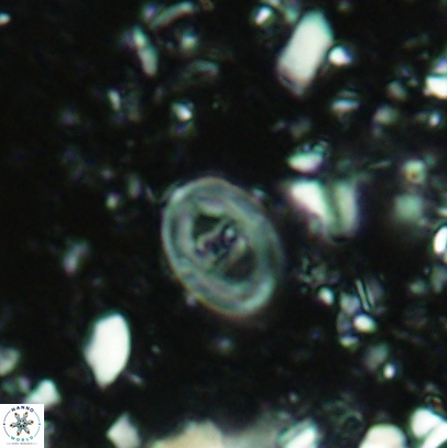 Glaukolithus mediotenebris 04523