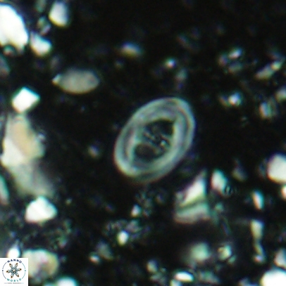 Glaukolithus mediotenebris 04525