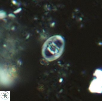 Glaukolithus mediotripartitus 05574