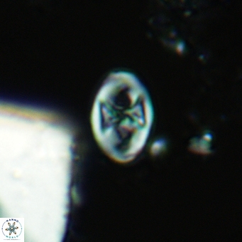 Glaukolithus papilionaceus 05578