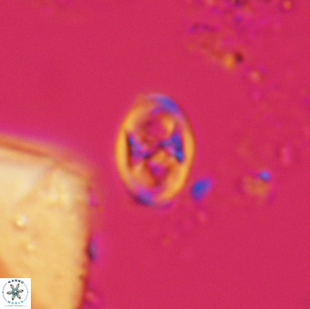 Glaukolithus papilionaceus 05579