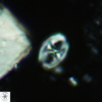Glaukolithus papilionaceus 05580