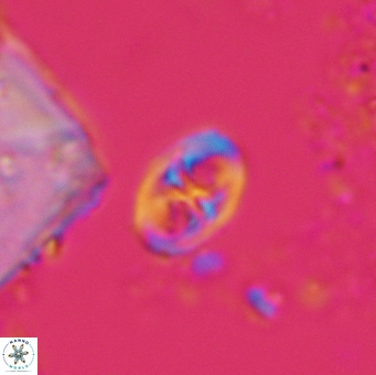 Glaukolithus papilionaceus 05581