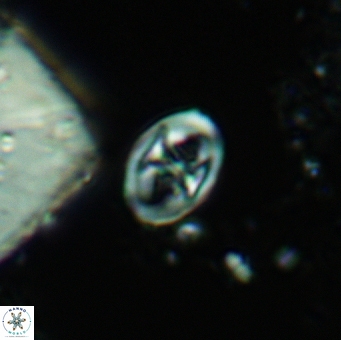 Glaukolithus papilionaceus 05582