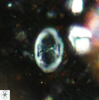 Glaukolithus papilionaceus 05515