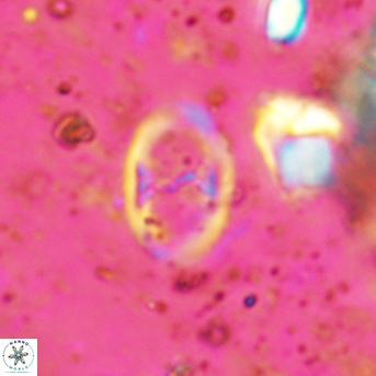 Glaukolithus papilionaceus 05516