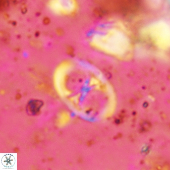 Glaukolithus papilionaceus 05518