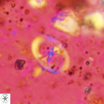 Glaukolithus papilionaceus 05519