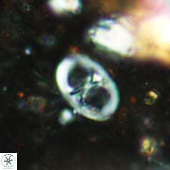 Glaukolithus papilionaceus 05520