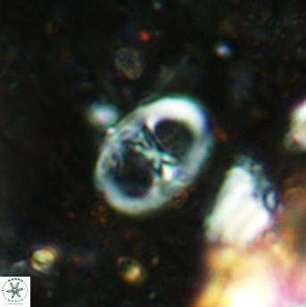 Glaukolithus papilionaceus 05521