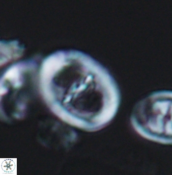 Glaukolithus trichotrichus 08491