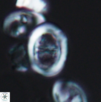 Glaukolithus trichotrichus 08494