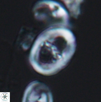 Glaukolithus trichotrichus 08495
