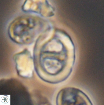 Glaukolithus trichotrichus 08497