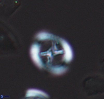 Grantarhabdus meddii 10709