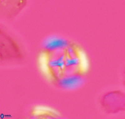 Grantarhabdus meddii 10710