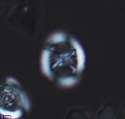 Grantarhabdus meddii 10711