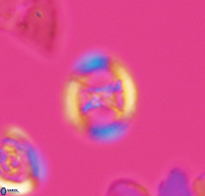 Grantarhabdus meddii 10712