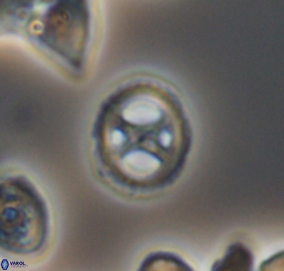 Grantarhabdus meddii 10716