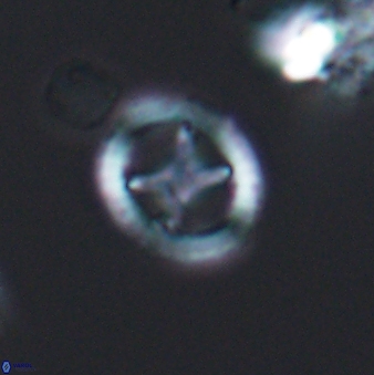 Grantarhabdus meddii 12827