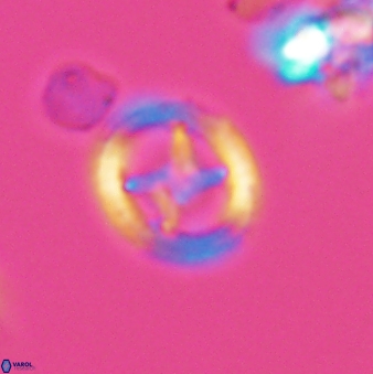 Grantarhabdus meddii 12828