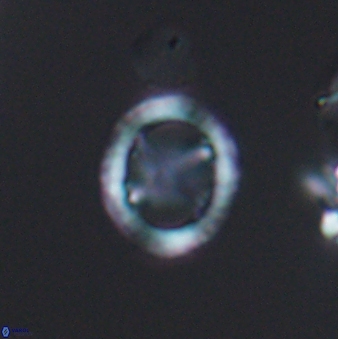 Grantarhabdus meddii 12829