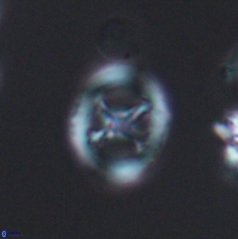 Grantarhabdus meddii 12830