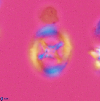 Grantarhabdus meddii 12831