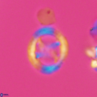 Grantarhabdus meddii 12832