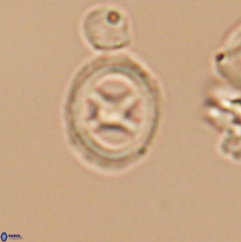 Grantarhabdus meddii 12835