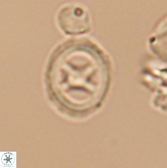Grantarhabdus meddii 12835