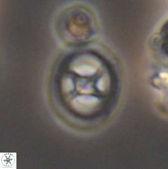 Grantarhabdus meddii 12836