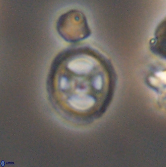 Grantarhabdus meddii 12837