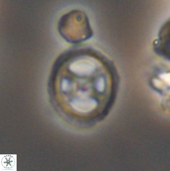 Grantarhabdus meddii 12837