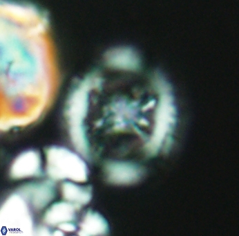 Grantarhabdus meddii 2674