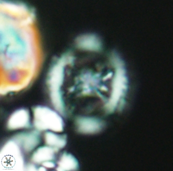 Grantarhabdus meddii 2674