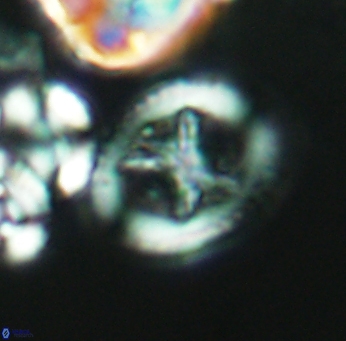 Grantarhabdus meddii 2671