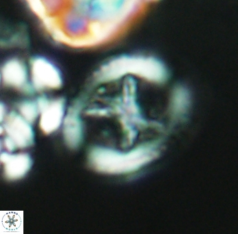 Grantarhabdus meddii 2671