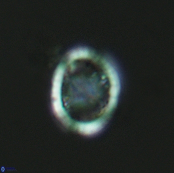 Grantarhabdus meddii 3607