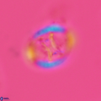 Grantarhabdus meddii 3609