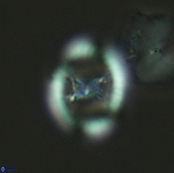 Grantarhabdus meddii 3615